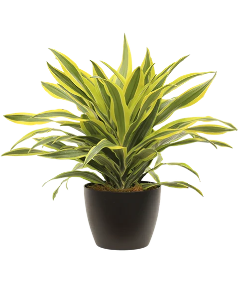 Pianta Dracena